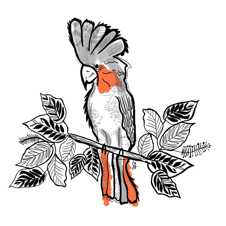 Sophie Fletcher Design Red Cockatoo Stickers - Special Edition - Star Surf + Skate