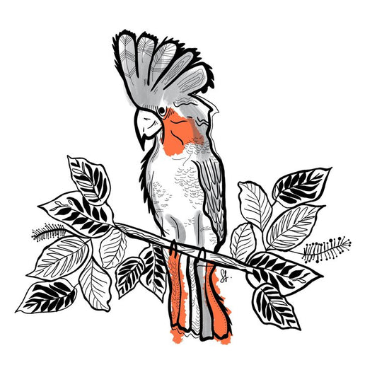 Sophie Fletcher Design Red Cockatoo Stickers - Special Edition - Star Surf + Skate