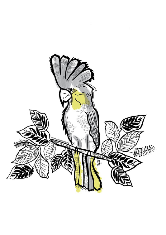 Sophie Fletcher Design Cockatoo Stickers - Star Surf + Skate