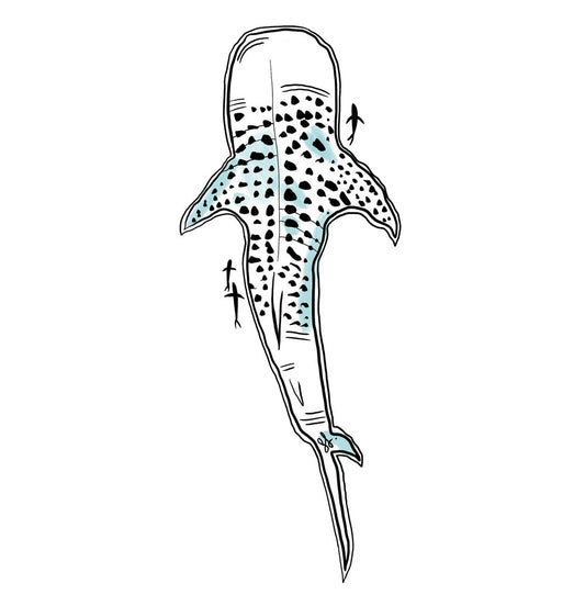 Sophie Fletcher Design Whale Shark Stickers - Black - Star Surf + Skate